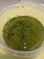 Riccia fluitans, Ophalen of Verzenden, Plant(en), Steen of Hout