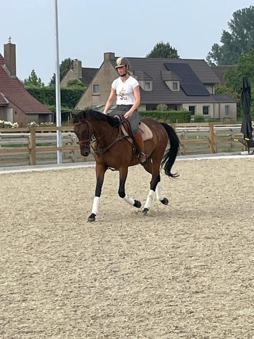 11 jarige ruin - recreatiepaard, Dieren en Toebehoren, Paarden, Ruin, L, 160 tot 165 cm, 11 jaar of ouder, Recreatiepaard, Met stamboom