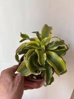 Dracaena, Huis en Inrichting, Kamerplanten, Ophalen