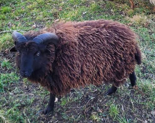 Mooie Ouessant Bok, Dieren en Toebehoren, Overige Dieren, Mannelijk