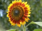 Zonnebloem Avondzon zaden, Tuin en Terras, Verzenden, Zaad