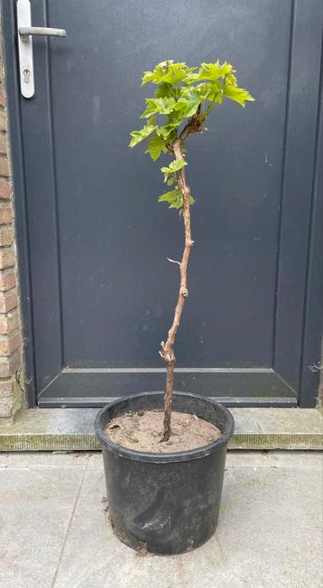 Druivelaars Cabernet Cortis beschikbaar voor biedingen