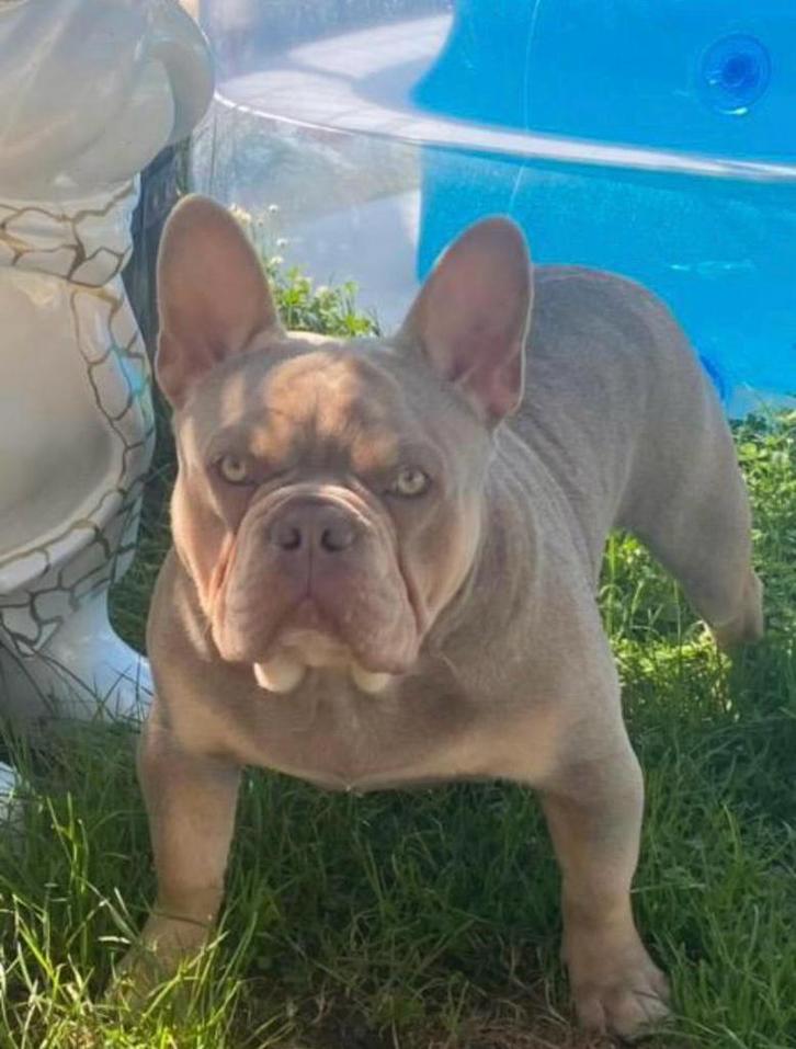 Mooie franse bulldog reu, Dieren en Toebehoren, Honden | Bulldogs, Pinschers en Molossers, Reu, Bulldog, Fokker | Hobbymatig, Meerdere