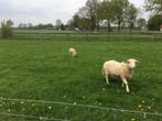 begrazing door schapen regio rijkevorsel, Dieren en Toebehoren, Stalling en Weidegang