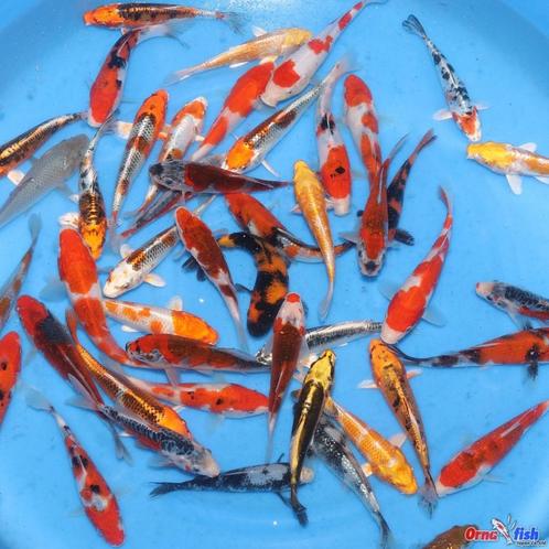 Japanse koi 500 stuks, Animaux & Accessoires, Poissons | Poissons d'étang, Carpe ou Koï