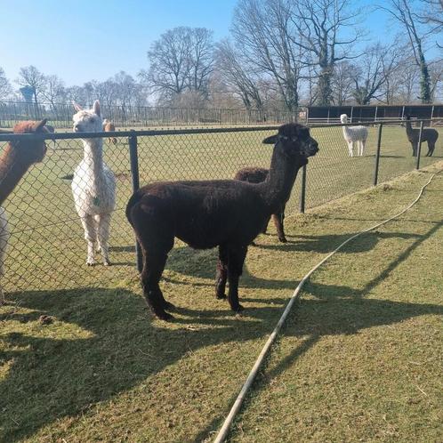 Alpaca merrie 4 jaar oud, Dieren en Toebehoren, Overige Dieren