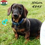Nelson & Wilson Ruwharige Teckels – kleine charmeurs, Dieren en Toebehoren, Standaard, 15 weken tot 1 jaar, CDV (hondenziekte)