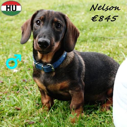 Nelson & Wilson Ruwharige Teckels – kleine charmeurs, Dieren en Toebehoren, Honden | Teckels en Dashonden, Reu, Ruwhaar, Standaard