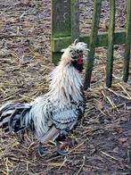 Padua haan, Dieren en Toebehoren, Pluimvee