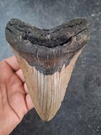 MEGALODON TAND USA	237	gram	12x9.5x3		cm, Verzamelen, Ophalen of Verzenden, Fossiel