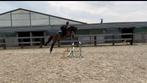 4 jarige ruin, Springpaard, Gechipt, Ruin, Zadelmak