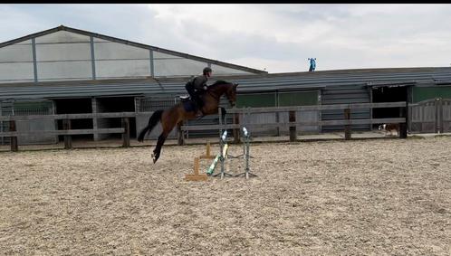 4 jarige ruin, Dieren en Toebehoren, Paarden, Ruin, Zadelmak, 3 tot 6 jaar, Springpaard, Met stamboom, Gechipt, Ontwormd, Ingeënt