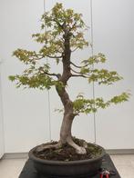 Bonsai acer palmatum, Tuin en Terras, Planten | Bomen, Ophalen