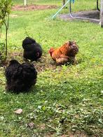 cochin kriel, Dieren en Toebehoren, Pluimvee, Kip