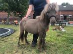 Mooi AMHA / BMP hengst jaarling (kleinzoon van ‘Bob’)), Gechipt, Niet van toepassing, 0 tot 2 jaar, Hengst