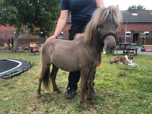 Mooi AMHA / BMP hengst jaarling (kleinzoon van ‘Bob’)), Dieren en Toebehoren, Pony's, Hengst, Niet van toepassing, A pony (tot 1.17m)