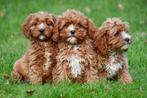 Cavapoo pups te koop, Dieren en Toebehoren, Honden | Chihuahua's en Gezelschapshonden, 15 weken tot 1 jaar, Buitenland, CDV (hondenziekte)