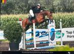 Allround (spring) paard van +/- 170cm, Dieren en Toebehoren, Gechipt, B, Ruin, 11 jaar of ouder