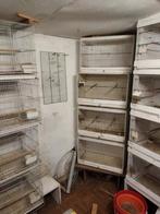 Kweekkooien te koop, Ophalen