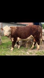 Hereford stier, Dieren en Toebehoren, Runderen, Mannelijk, 3 tot 6 jaar