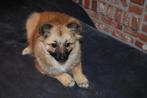 keeshond, Dieren en Toebehoren, België, Fokker | Hobbymatig, Keeshond, 15 weken tot 1 jaar