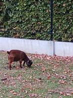 Dwerggeitje  bokje, Dieren en Toebehoren