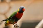 Loriquet arc en ciel, Dieren en Toebehoren, Vogels | Parkieten en Papegaaien, Mannelijk