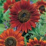 Helianthus annuus - Tournesol rouge Red Sun - 50 graines, Jardin & Terrasse, Graine, Plein soleil, Printemps, Envoi