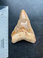 megalodon tand haai 9,5cm, Verzamelen, Ophalen of Verzenden, Fossiel