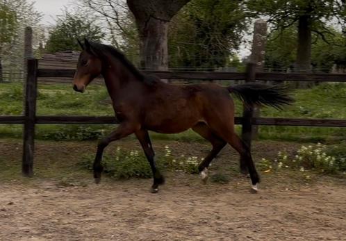 D pony jaarling hengst brp / Nia Domo’s Bolero x kantje’s, Dieren en Toebehoren, Paarden, Hengst, Niet van toepassing, Minder dan 160 cm