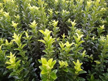 Euonymus vervanger van buxus beschikbaar voor biedingen