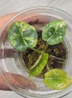 Alocasia dragon scale variegated, Huis en Inrichting, Kamerplanten, Ophalen