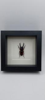 Lucane beetle voor rariteitenkabinet, Ophalen of Verzenden, Nieuw