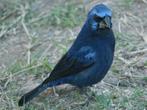 Gezocht Braziliaanse Blauwe Bischoppen, Meerdere dieren, Tropenvogel, Geringd