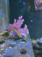 Cladelia leder koraal, Dieren en Toebehoren, Vissen | Aquariumvissen