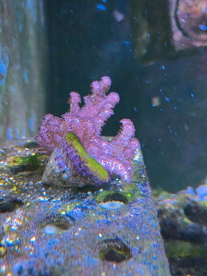 Cladelia leder koraal, Dieren en Toebehoren, Vissen | Aquariumvissen