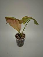 Syngonium Neon, Huis en Inrichting, Kamerplanten, Ophalen of Verzenden