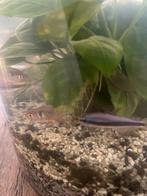 Fantoomzalm - koninckzalm, Dieren en Toebehoren