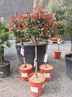 Photinia Red Robin op stam, Ophalen, Halfschaduw