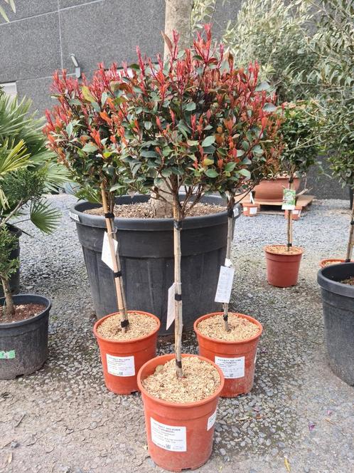 Photinia Red Robin op stam, Tuin en Terras, Planten | Bomen, Halfschaduw, Ophalen