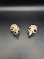 Crânes de rats, Collections, Collections Animaux, Comme neuf, Crâne, Animal sauvage, Enlèvement ou Envoi