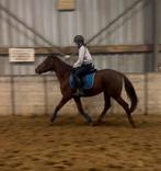 Ruin van 5 jaar en 1,55, Dieren en Toebehoren, Ruin