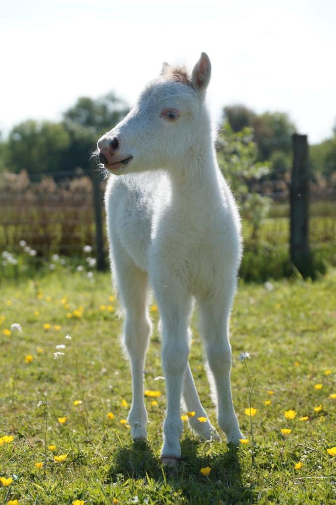 AMHA Grullo merrie, Dieren en Toebehoren, Pony's, Merrie, A pony (tot 1.17m), 0 tot 2 jaar, Met stamboom, Gechipt, Ontwormd