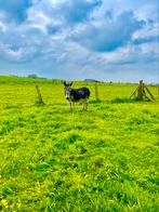 Mooie ezel merrie, Dieren en Toebehoren, Pony's, Merrie, Met stamboom