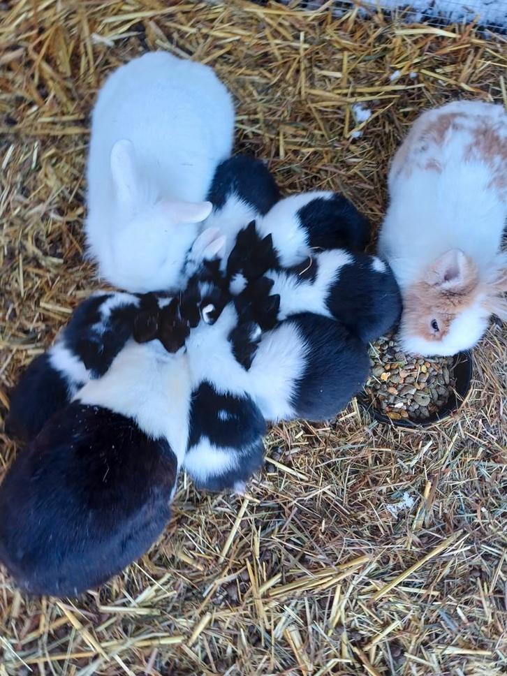 Dwerkonijntjes zwart-wit, Dieren en Toebehoren, Konijnen