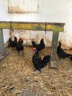 Jonge kriel haantjes, Dieren en Toebehoren, Pluimvee