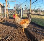 Haan cream legbar x brahma, Animaux & Accessoires, Volatiles