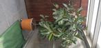 Plant, Tuin en Terras, Planten | Tuinplanten, Vaste plant, Bloeit niet, Halfschaduw, Ophalen