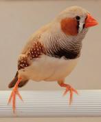 Zebravinken  koppels, Meerdere dieren, Tropenvogel