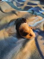 Jonge caviatjes lees beschrijving, Dieren en Toebehoren, Januari, Vrouwelijk, Cavia